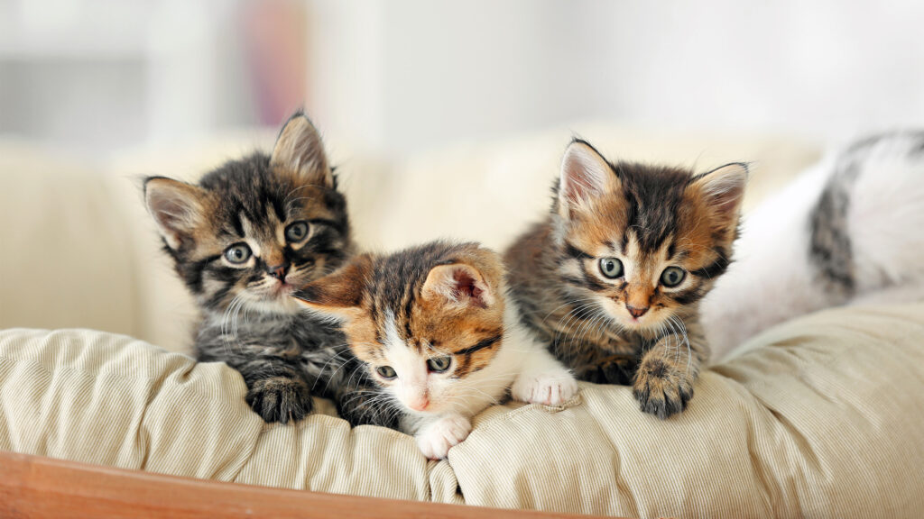 Three curious kittens on a soft bed, representing pet insurance for beloved family pets in South Africa